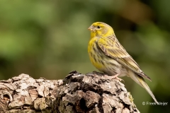 Europese-Kanarie-29_European-Serin_Serinus-serinus_P5A1307