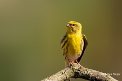 Europese-Kanarie-30_European-Serin_Serinus-serinus_P5A1646