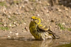 Europese-Kanarie-31_European-Serin_Serinus-serinus_P5A2166