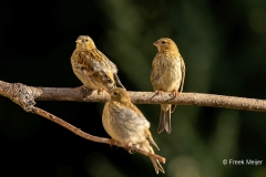 Europese-Kanarie-32_European-Serin_Serinus-serinus_P5A1542