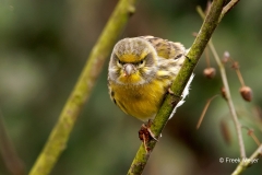 Europese-Kanarie-33_European-Serin_Serinus-serinus_P5A6903