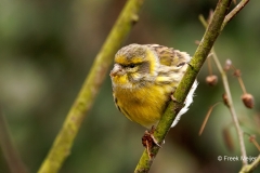 Europese-Kanarie-34_European-Serin_Serinus-serinus_P5A6904