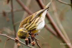 Europese-Kanarie-35_European-Serin_Serinus-serinus_P5A6974