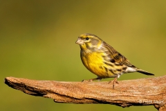 Europese-Kanarie-36_European-Serin_Serinus-serinus_P5A7425