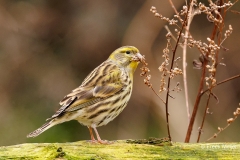 Europese-Kanarie-37_European-Serin_Serinus-serinus_P5A8287