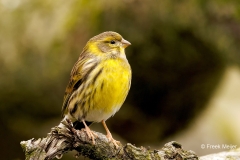 Europese-Kanarie-38_European-Serin_Serinus-serinusP5A8601