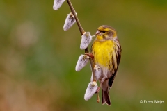 Europese-Kanarie-39_European-Serin_Serinus-serinus_P5A9537