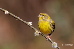 Europese-Kanarie-40_European-Serin_Serinus-serinus_P5A9384