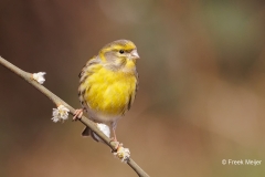 Europese-Kanarie-41_European-Serin_Serinus-serinus_P5A9393