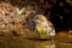 Europese-Kanarie-42_European-Serin_Serinus-serinus_P5A0843