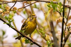 Europese-Kanarie-43_European-Serin_Serinus-serinus_P5A1455