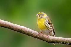 Europese-Kanarie-43_European-Serin_Serinus-serinus_P5A2903