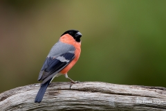 Goudvink-25_Eurasian-Bullfinch_Pyrrhula-pyrrhula_11I3187