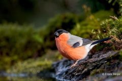 Goudvink-26_Eurasian-Bullfinch_Pyrrhula-pyrrhula_11I3307