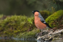 Goudvink-27_Eurasian-Bullfinch_Pyrrhula-pyrrhula_11I3393