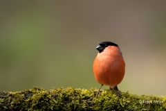 Goudvink-28_Eurasian-Bullfinch_Pyrrhula-pyrrhula_11I3552