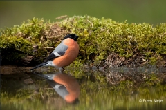 Goudvink-29_Eurasian-Bullfinch_Pyrrhula-pyrrhula_11I3561