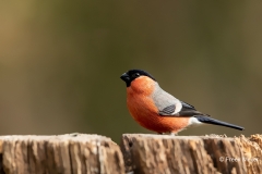 Goudvink-30_Eurasian-Bullfinch_Pyrrhula-pyrrhula_11I7814