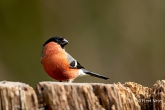 Goudvink-31_Eurasian-Bullfinch_Pyrrhula-pyrrhula_11I7817