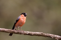 Goudvink-32_Eurasian-Bullfinch_Pyrrhula-pyrrhula_9E8A1753