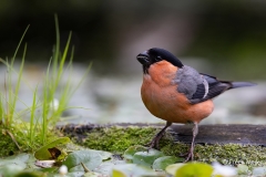 Goudvink-33_Eurasian-Bullfinch_Pyrrhula-pyrrhula_9E8A1738