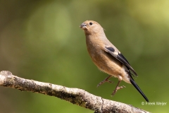 Goudvink-34_Eurasian-Bullfinch_Pyrrhula-pyrrhula_AD9A3915