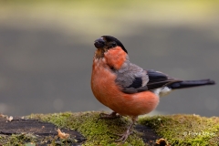 Goudvink-35_Eurasian-Bullfinch_Pyrrhula-pyrrhula_AD9A4267