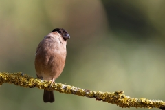 Goudvink-36_Eurasian-Bullfinch_Pyrrhula-pyrrhula_AD9A4229