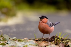 Goudvink-37_Eurasian-Bullfinch_Pyrrhula-pyrrhula_AD9A4284