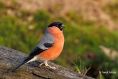 Goudvink-38_Eurasian-Bullfinch_Pyrrhula-pyrrhula_D9A5311