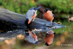 Goudvink-39_Eurasian-Bullfinch_Pyrrhula-pyrrhula_D9A5341