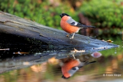 Goudvink-40_Eurasian-Bullfinch_Pyrrhula-pyrrhula_D9A5346