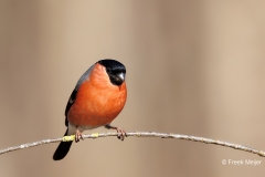 Goudvink-41_Eurasian-Bullfinch_Pyrrhula-pyrrhula_E8A4078