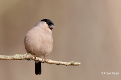 Goudvink-42_Eurasian-Bullfinch_Pyrrhula-pyrrhula_E8A4069