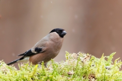 Goudvink-43_Eurasian-Bullfinch_Pyrrhula-pyrrhula_E8A4877