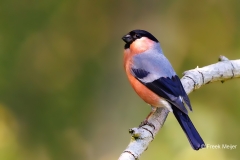 Goudvink-44_Eurasian-Bullfinch_Pyrrhula-pyrrhula_E8A7701