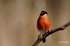 Goudvink-45_Eurasian-Bullfinch_Pyrrhula-pyrrhula_P5A0153