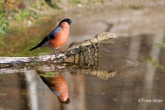 Goudvink-46_Eurasian-Bullfinch_Pyrrhula-pyrrhula_P5A0007