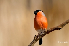 Goudvink-47_Eurasian-Bullfinch_Pyrrhula-pyrrhula_P5A0168