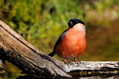 Goudvink-48_Eurasian-Bullfinch_Pyrrhula-pyrrhula_P5A0193