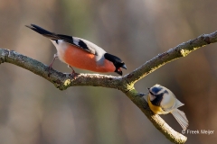 Goudvink-49_Eurasian-Bullfinch_Pyrrhula-pyrrhula_P5A9718