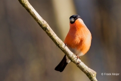 Goudvink-50_Eurasian-Bullfinch_Pyrrhula-pyrrhula_P5A9884