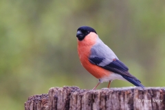 Goudvink-51_Eurasian-Bullfinch_Pyrrhula-pyrrhula_P5A0277