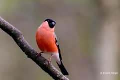 Goudvink-52_Eurasian-Bullfinch_Pyrrhula-pyrrhula_P5A0311