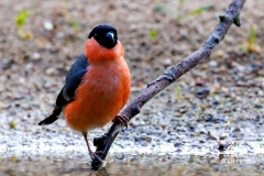 Goudvink-54_Eurasian-Bullfinch_Pyrrhula-pyrrhula_P5A3157