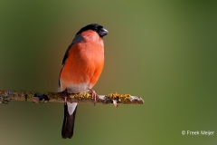 Goudvink-55_Eurasian-Bullfinch_Pyrrhula-pyrrhula_P5A3319