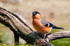 Goudvink-56_Eurasian-Bullfinch_Pyrrhula-pyrrhula_P5A3501