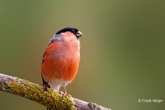 Goudvink-57_Eurasian-Bullfinch_Pyrrhula-pyrrhula_P5A3721