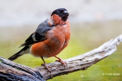 Goudvink-58_Eurasian-Bullfinch_Pyrrhula-pyrrhula_P5A4267