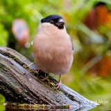 Goudvink-59_Eurasian-Bullfinch_Pyrrhula-pyrrhula_P5A4875